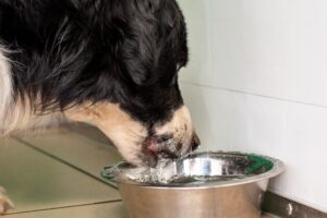 Food Monkey Tree Kennels is a fully licensed and insured dog boarding service.